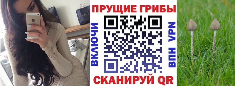 как найти   Котельнич  Псилоцибиновые грибы Cubensis 